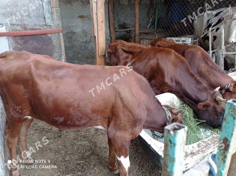 3 sany öküz - Aşgabat - img 2