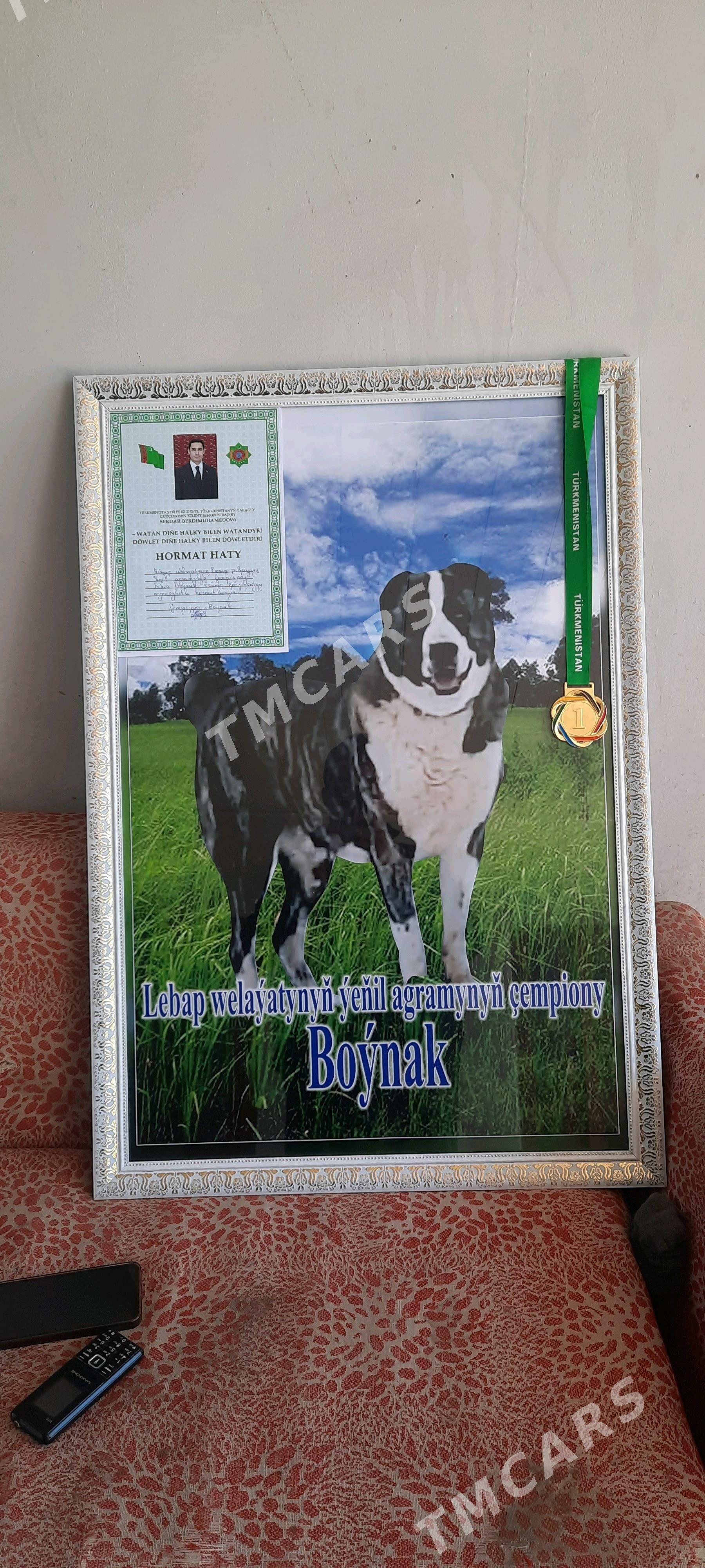 Kucuk Boynak cekic sayat - Туркменабат - img 4