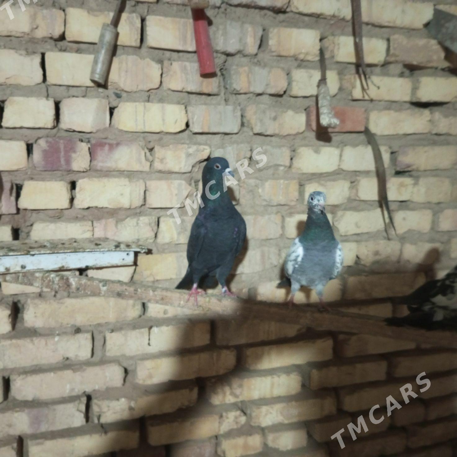 kepdri - Мары - img 4