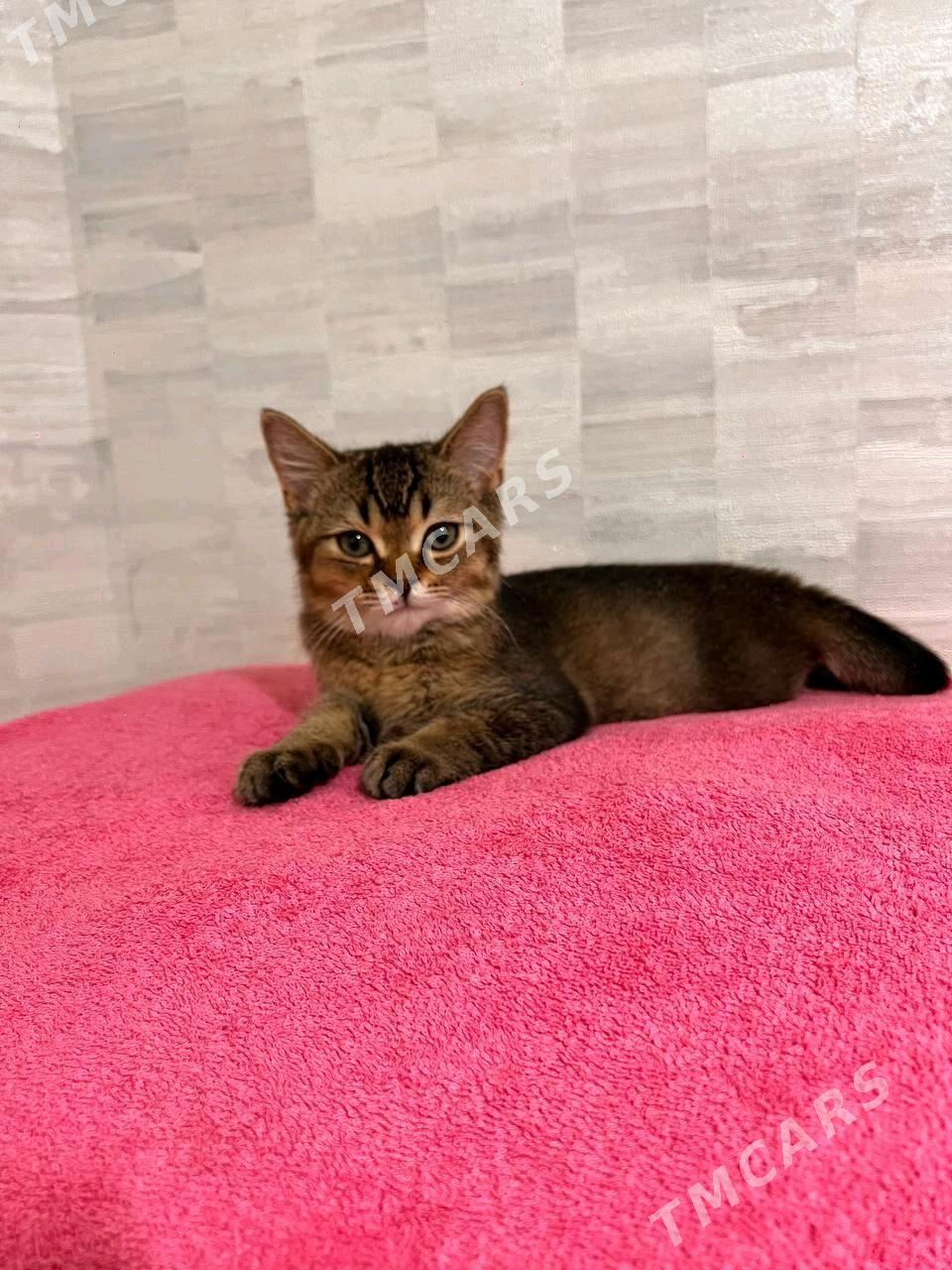 Чистокровный шотландский кот - Ашхабад - img 2