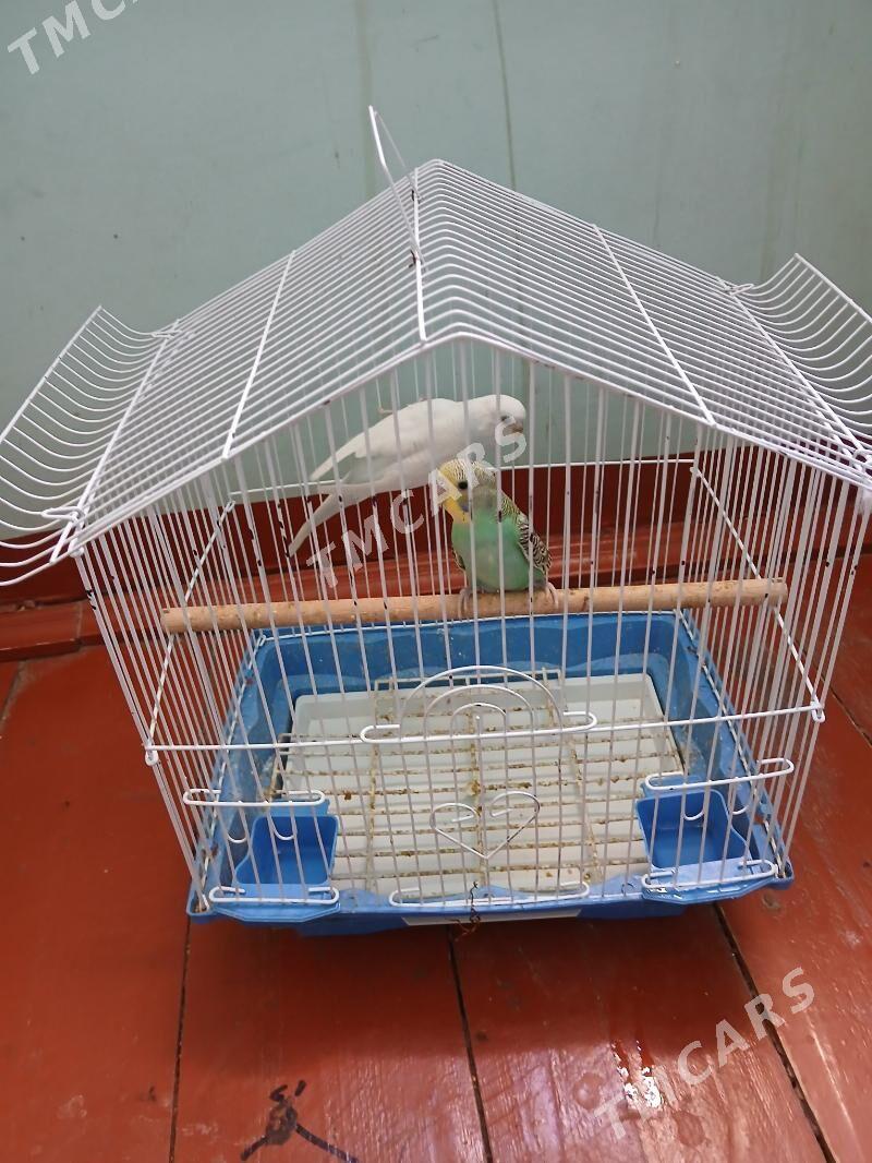 papugay - Şabat etr. - img 2