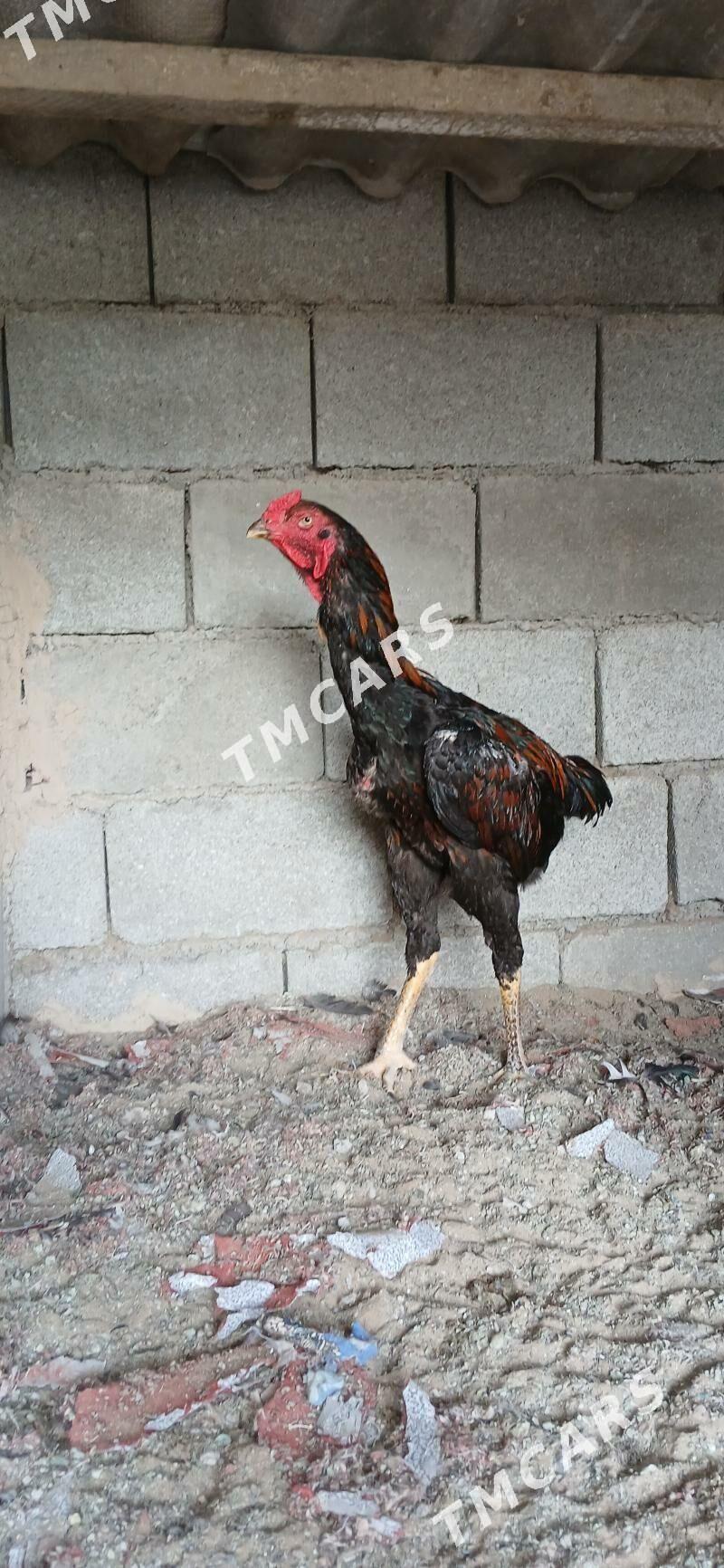 Taşkent horazlar - Çoganly - img 2