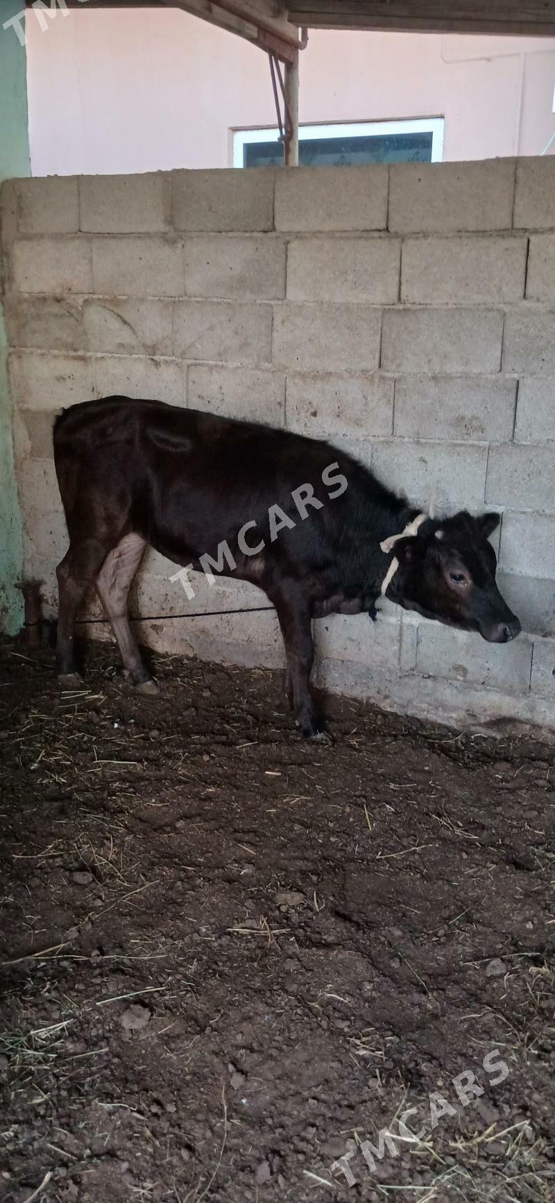 Tohum. Tüwe - Çoganly - img 2