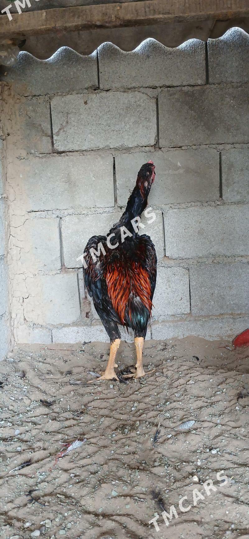 Taşkent horazlar - Çoganly - img 3