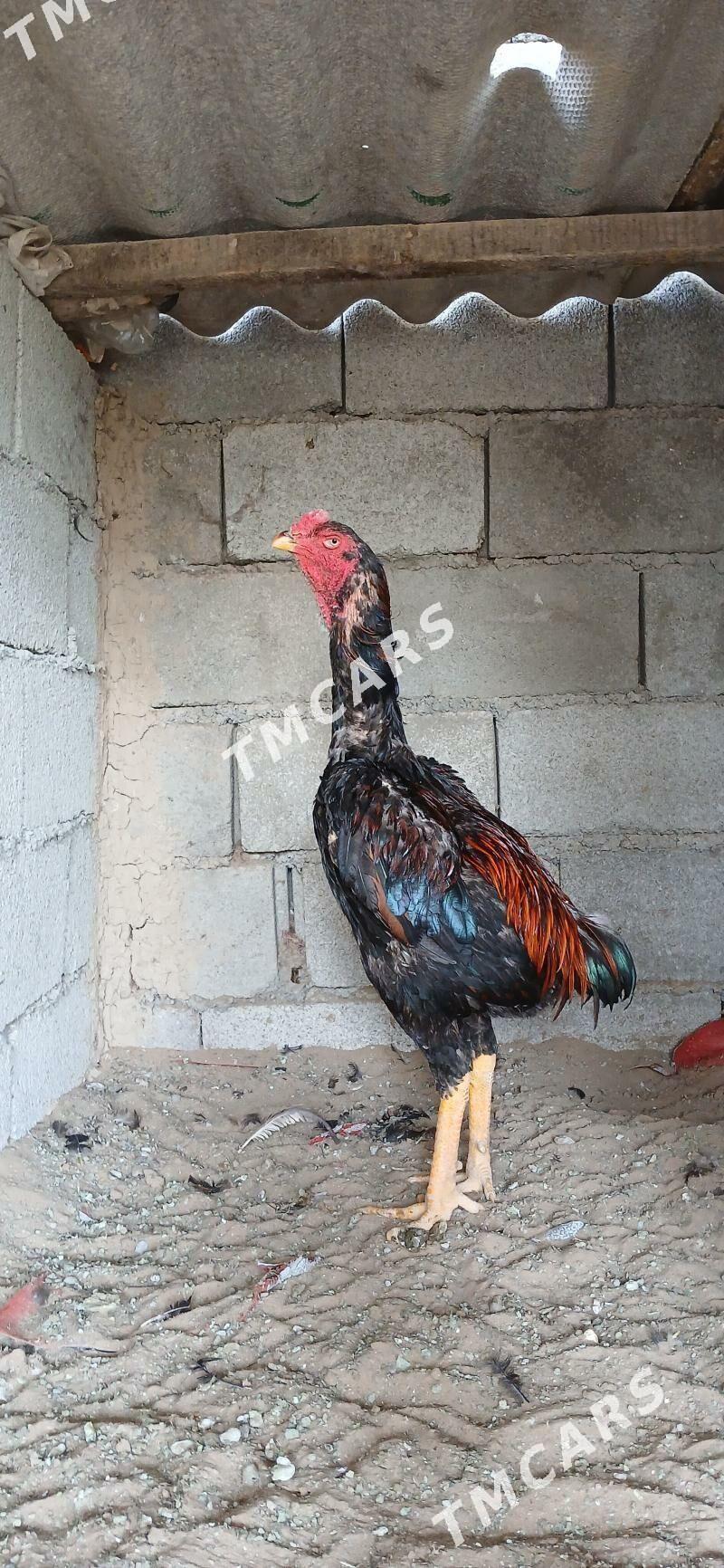 Taşkent horazlar - Çoganly - img 4