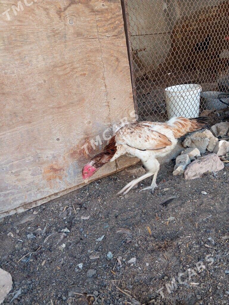 baysow towuklar - Çärjew - img 2