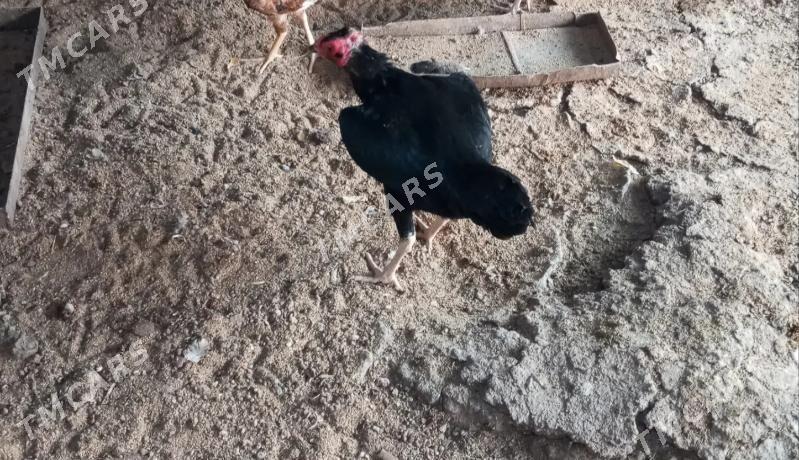 baysow towuklar - Çärjew - img 3