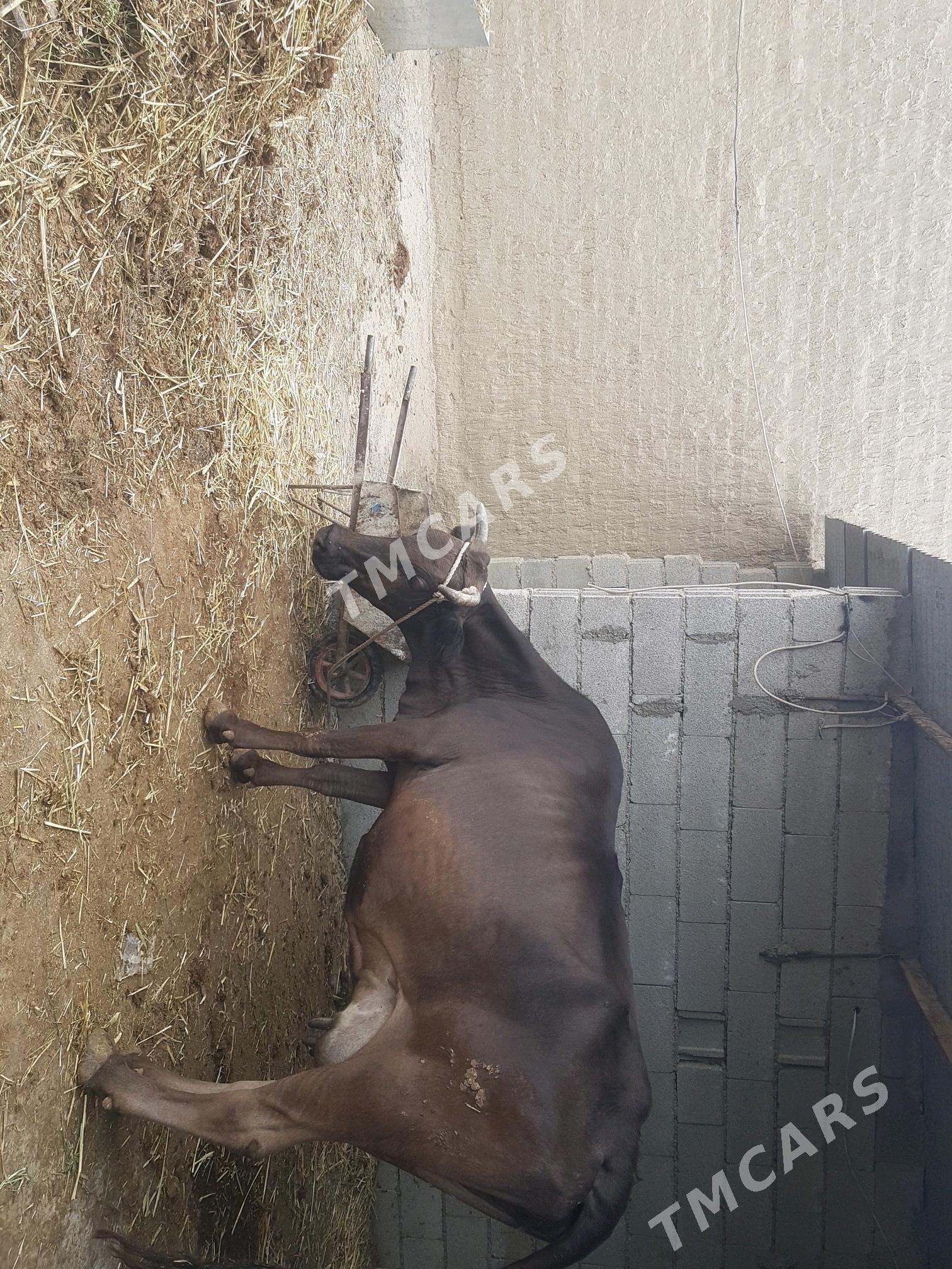 sygyr bogaz - Bäherden - img 2