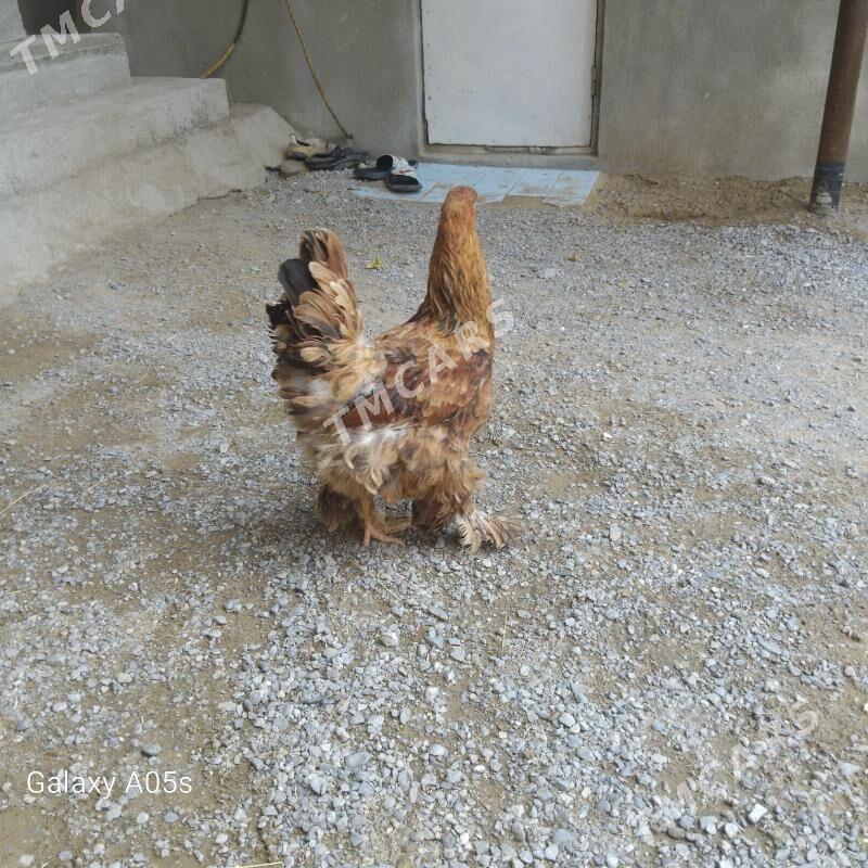 towuk - Çoganly - img 2