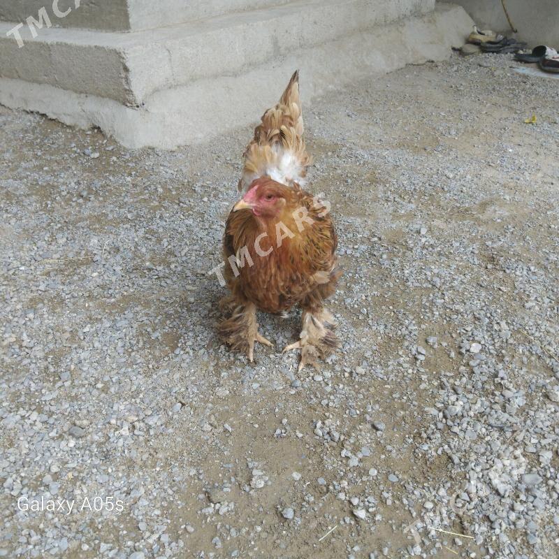 towuk - Çoganly - img 3