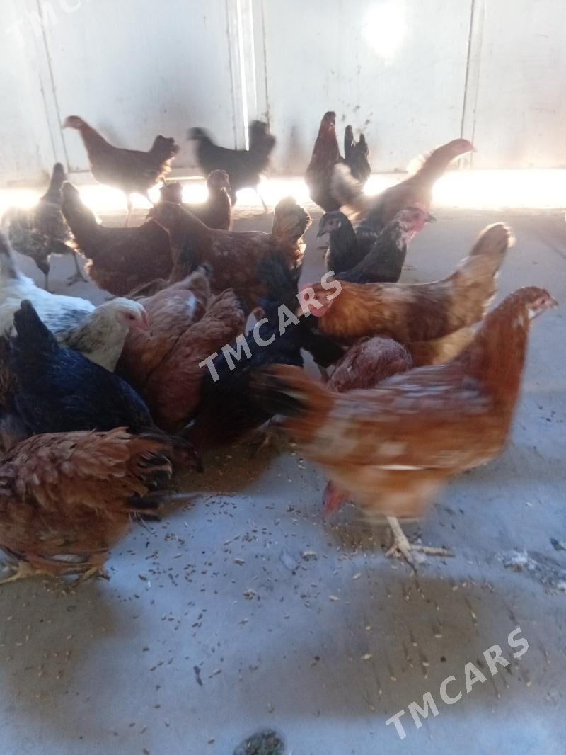 juyje towuk - Şabat etr. - img 2