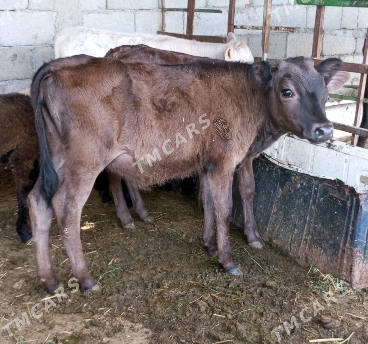 GÖLELİ SYGYR - Gökdepe - img 5