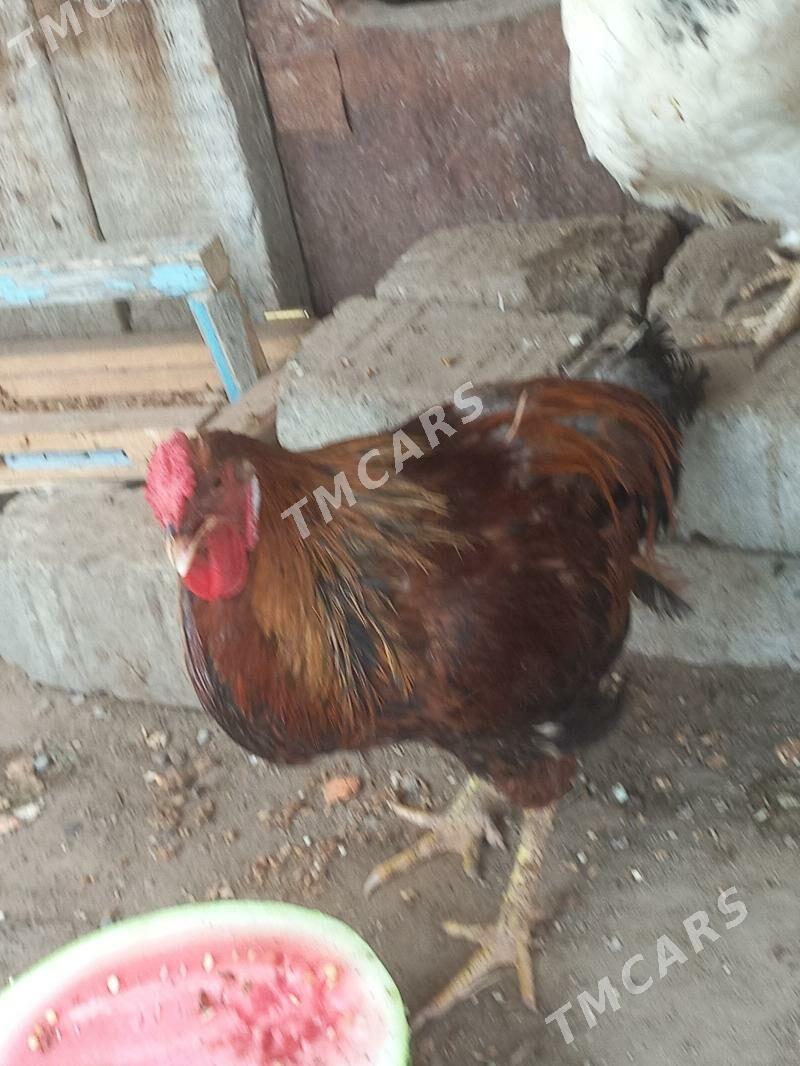 hoeaz - Türkmenbaşy - img 3