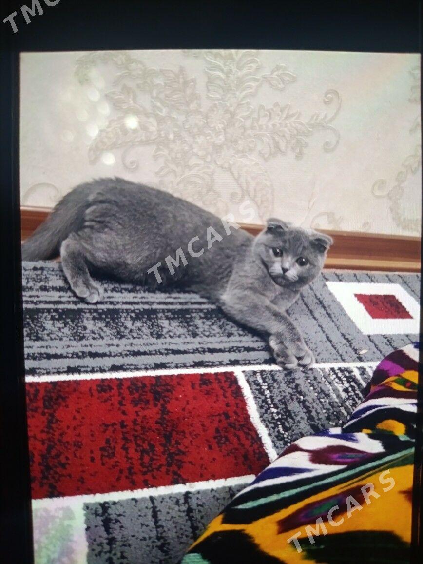 вислоухий кошка - Türkmenabat - img 2