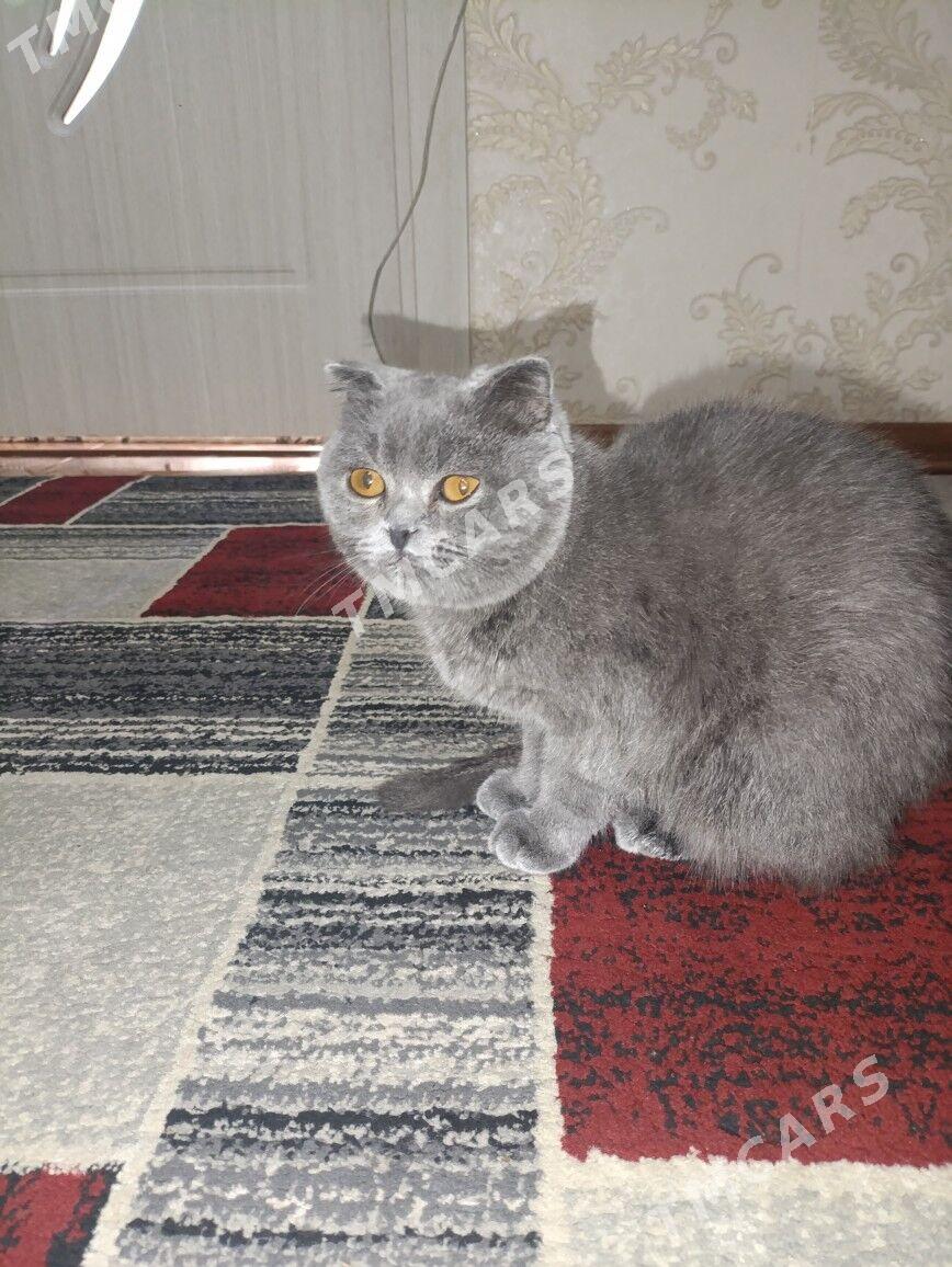 вислоухий кошка - Türkmenabat - img 3