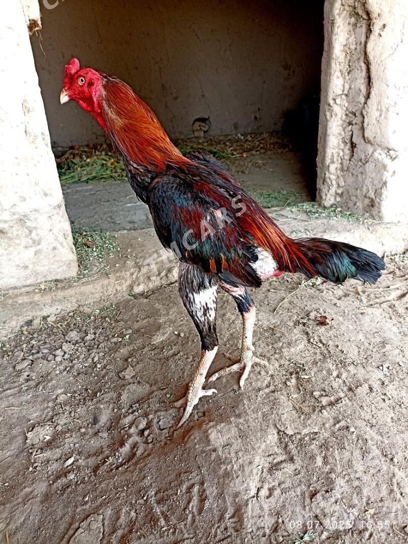 Taskent horaz - Kerki - img 2