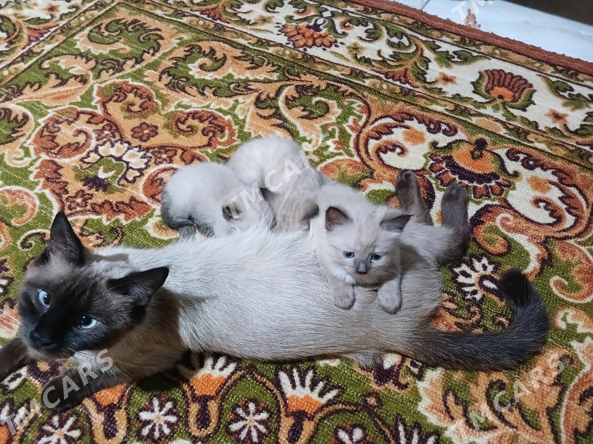котята сиамской породы - Ашхабад - img 2