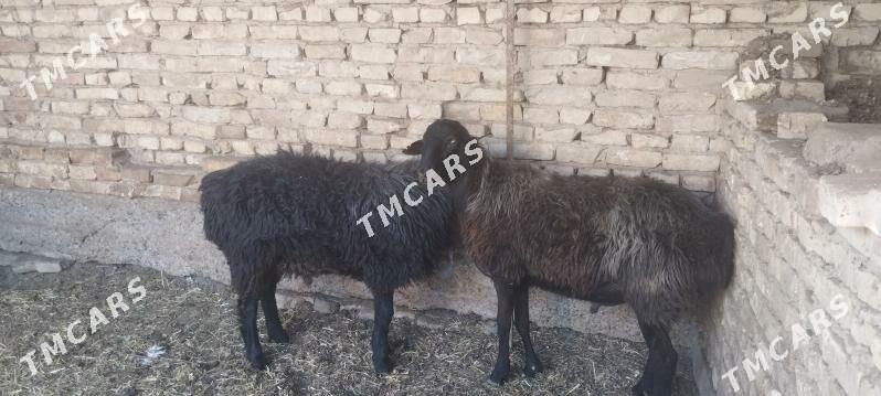 gockarlar - Çärjew - img 2