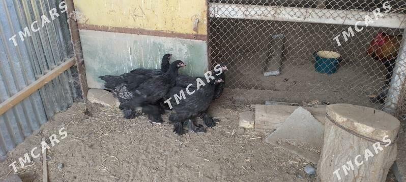 Brama - Sakarçäge - img 2
