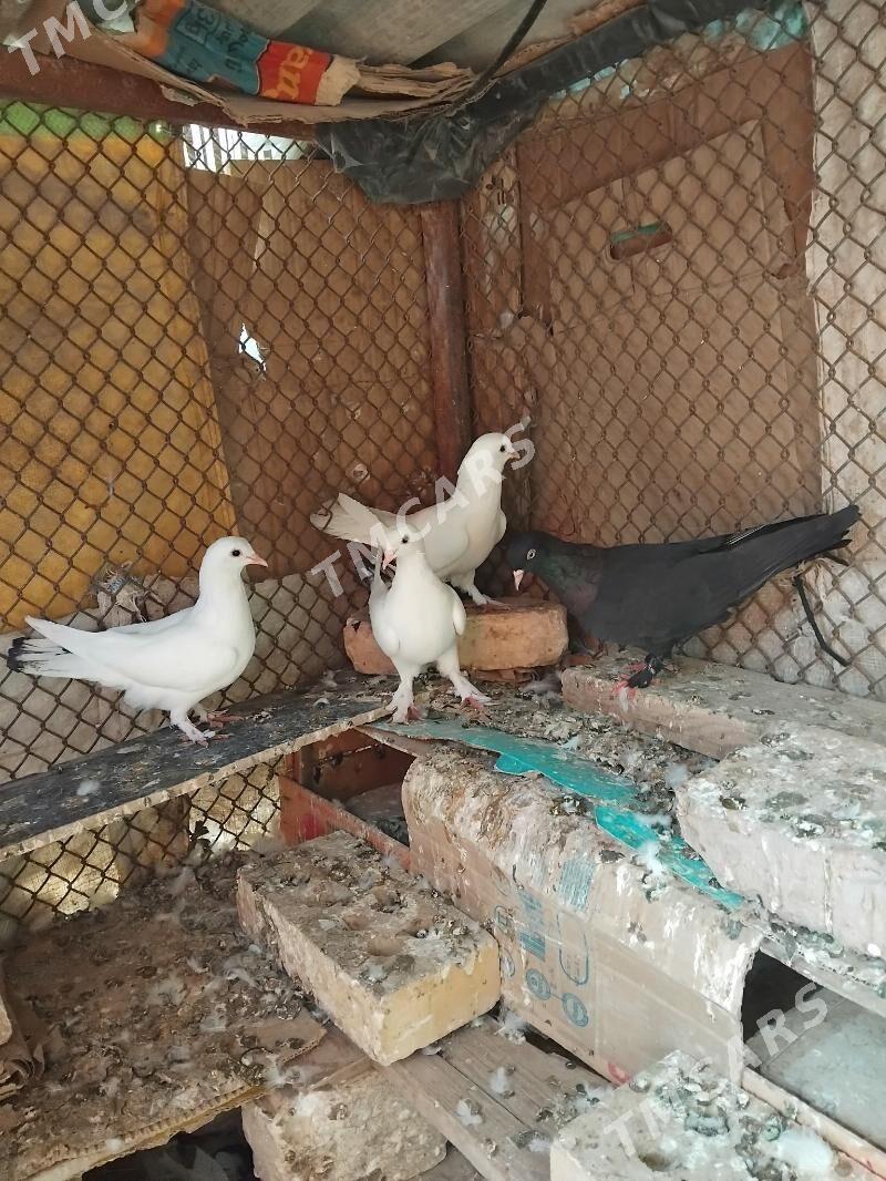 Gușlar - Ýolöten - img 3