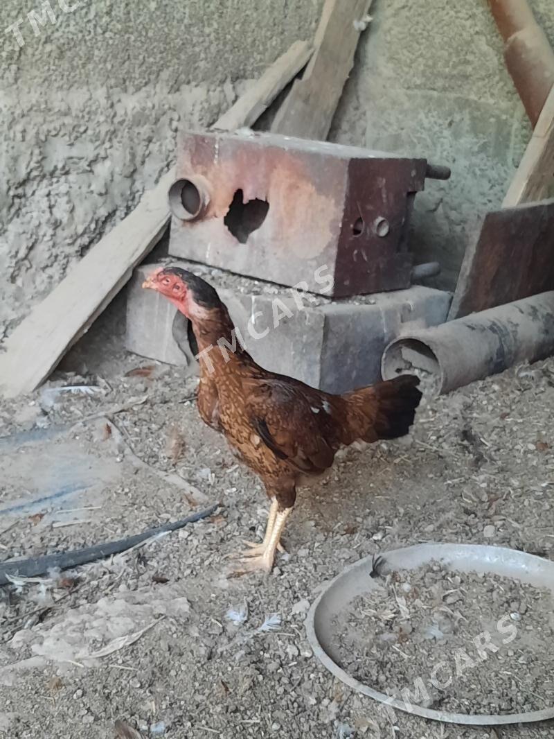 Taskent horaz - Aşgabat - img 3