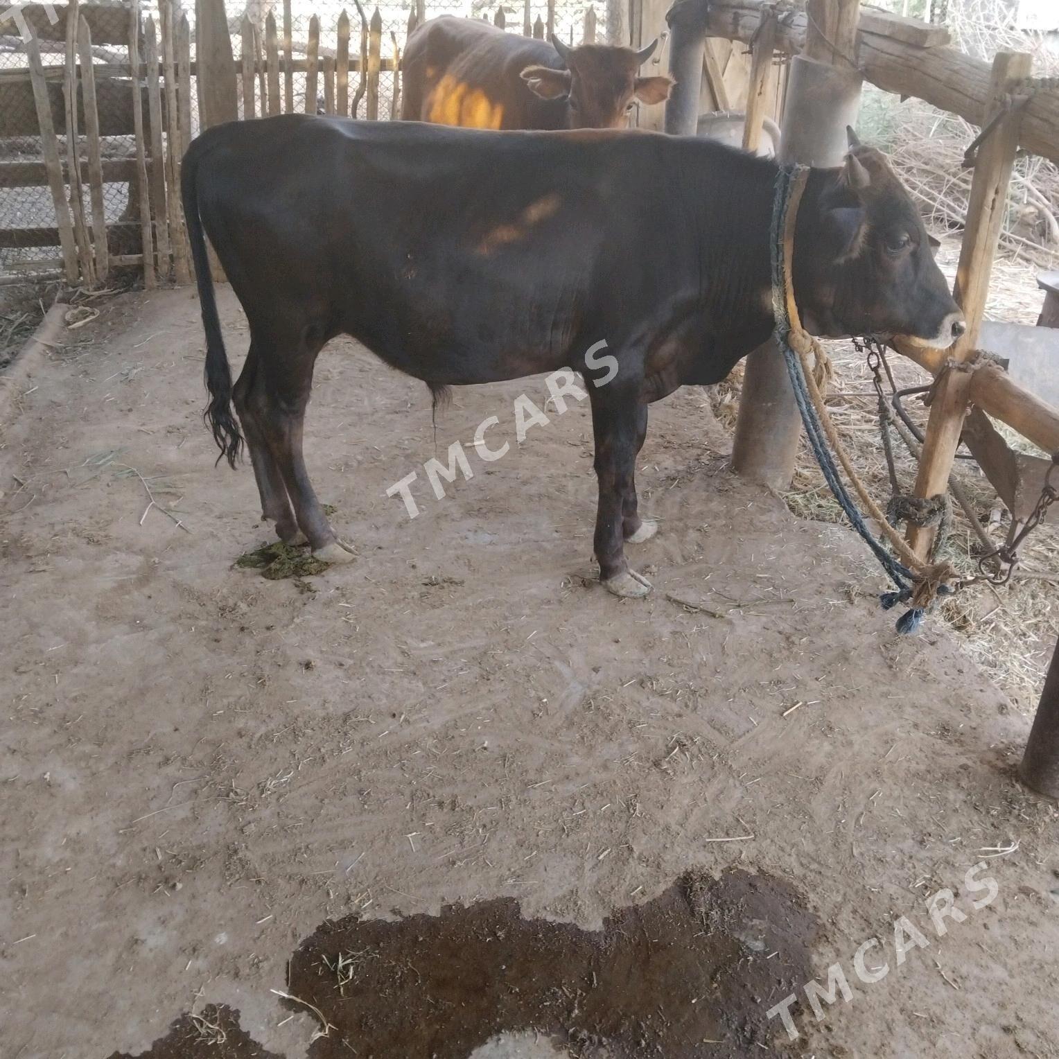 öküz - Babadaýhan - img 3