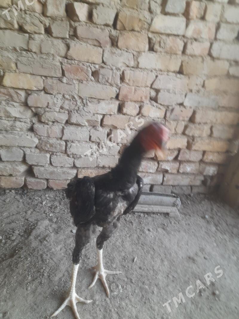 Oy oy haywanlary - Türkmenabat - img 2