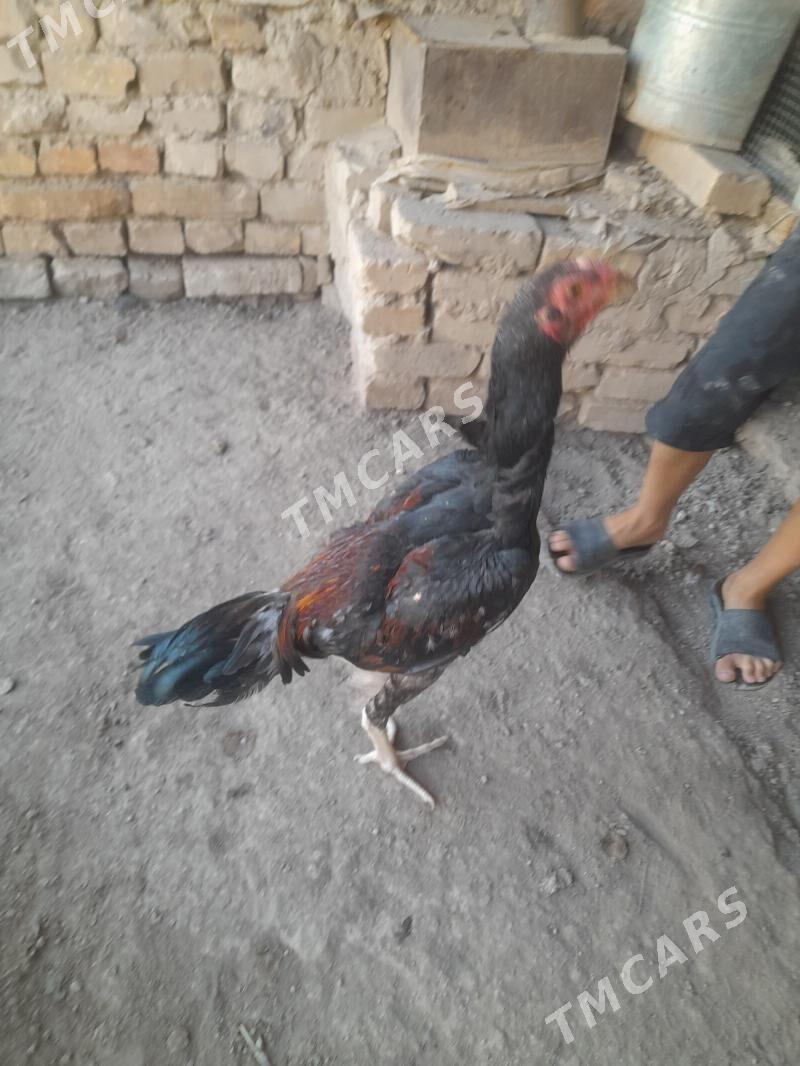 Oy oy haywanlary - Türkmenabat - img 3