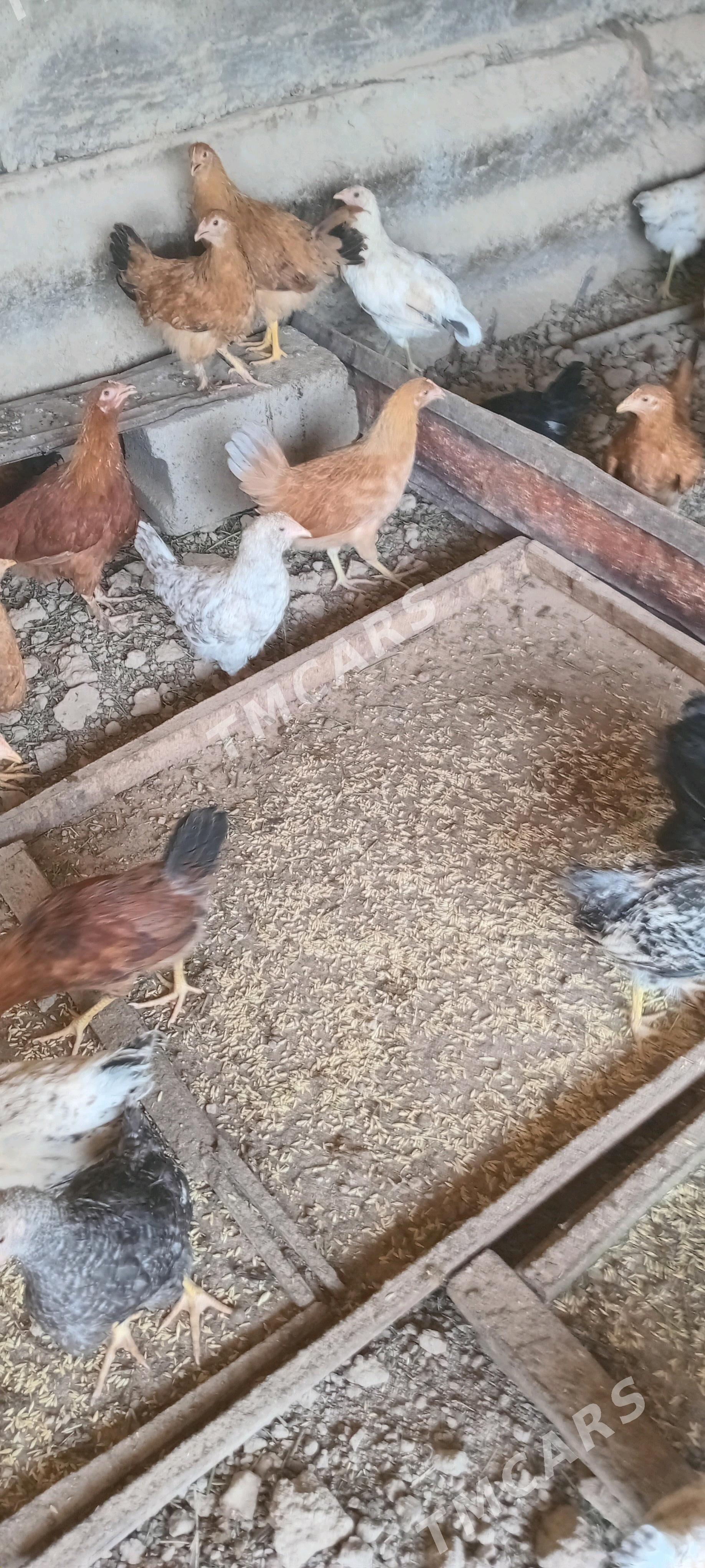 jüje - Kaka - img 3