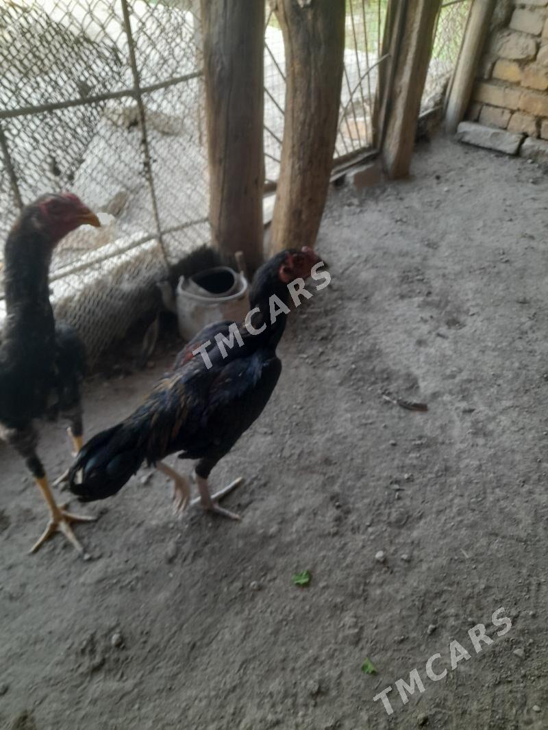 oy haywanlary - Türkmenabat - img 2