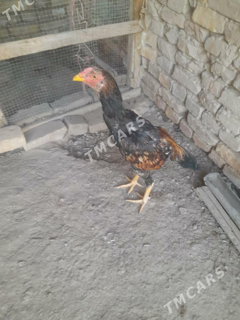 oy haywanlary - Türkmenabat - img 3