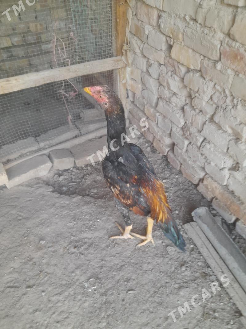 oy haywanlary - Türkmenabat - img 2