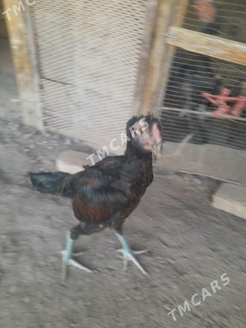 oy haywanlar - Türkmenabat - img 2