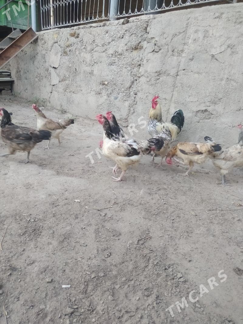 towuklar doğup duran - Çärjew - img 3