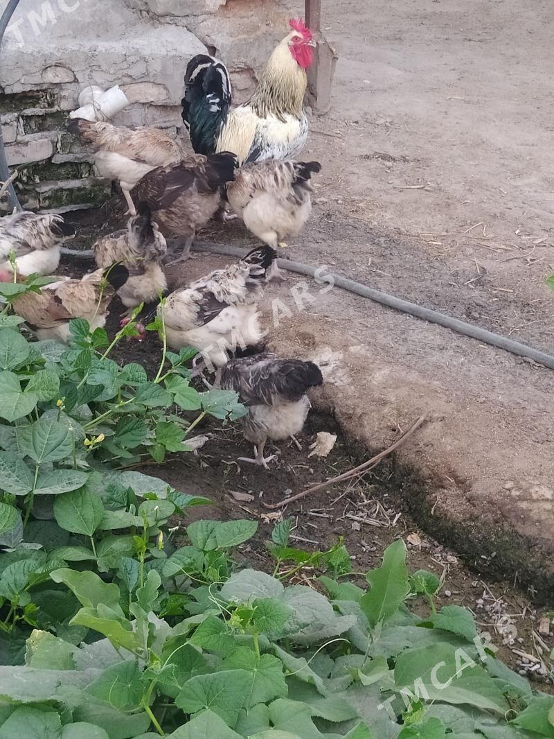 towuklar doğup duran - Çärjew - img 2