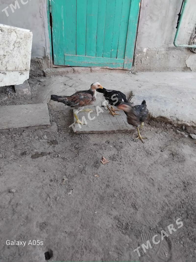 juje - Türkmenabat - img 3