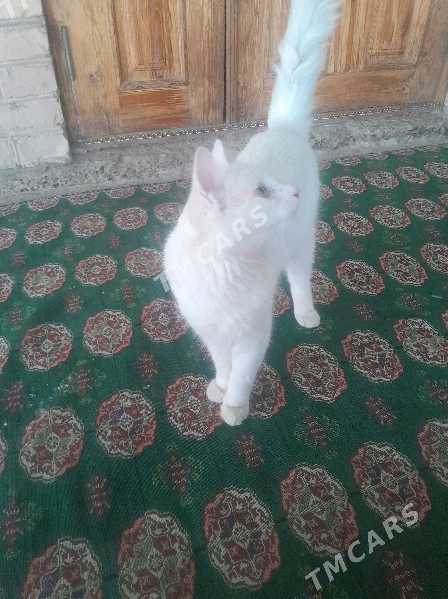 Кошка мужик - Sakar - img 2