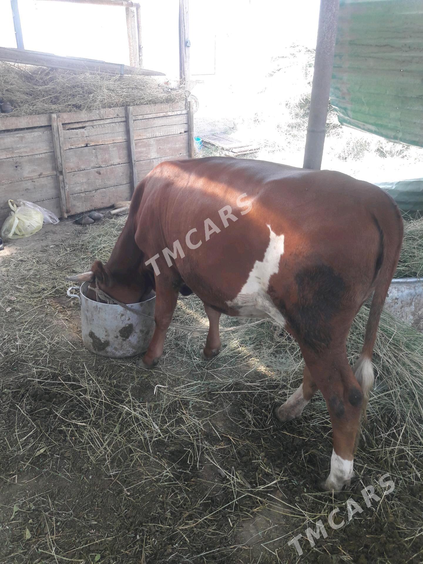 Sygyrlar - Büzmeýin - img 2