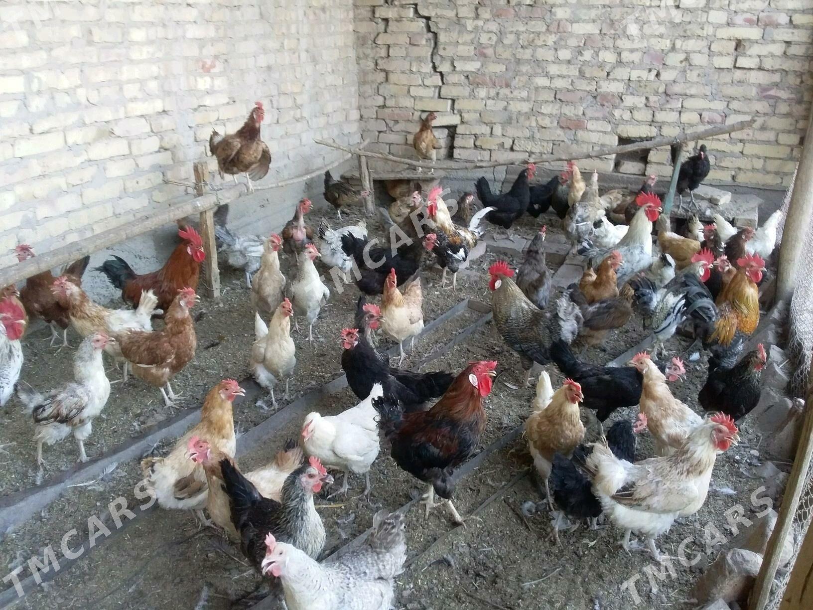 Towuklar - Çärjew - img 3