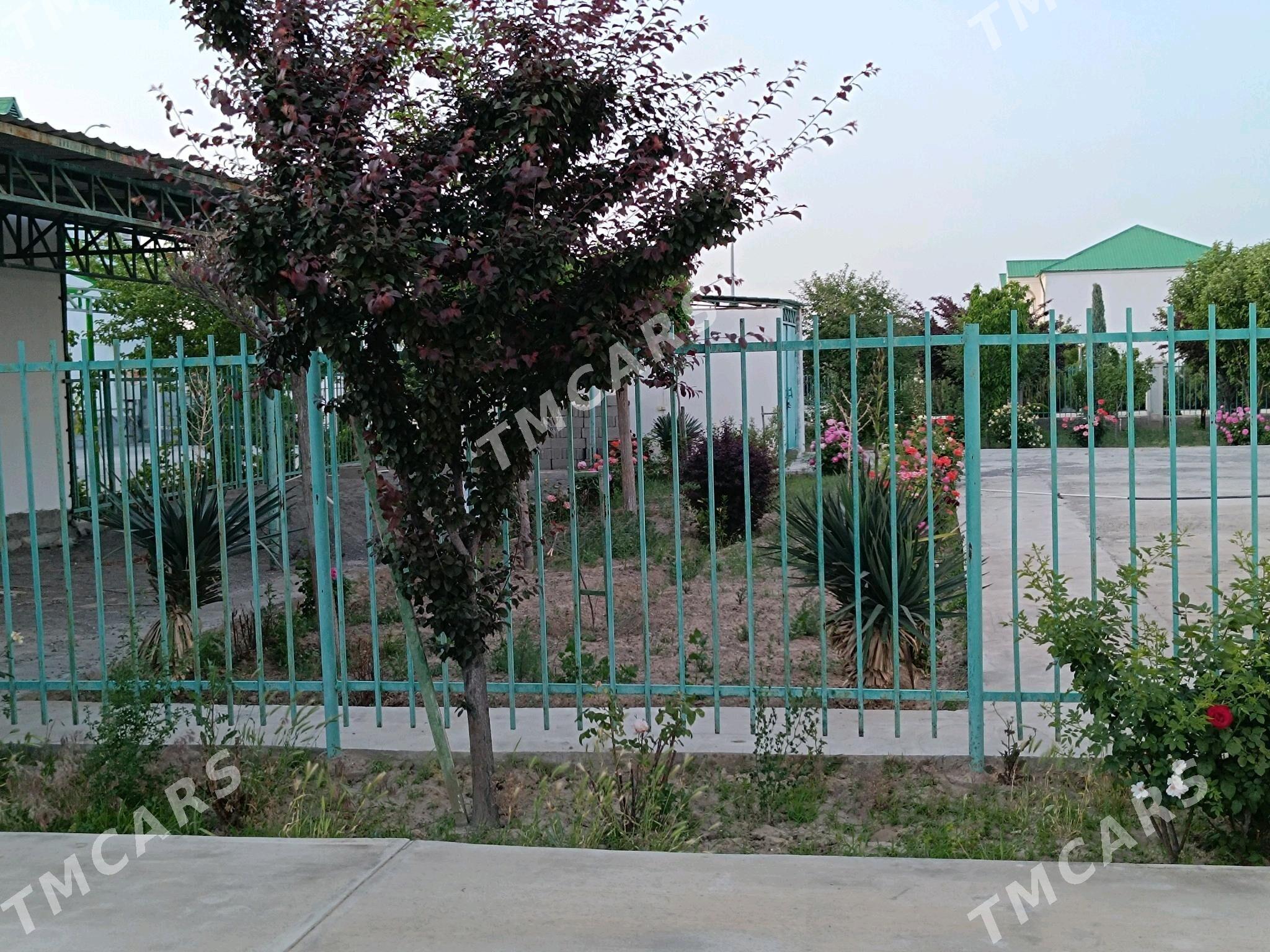 Taze zaman kotej 1nji tapgyr - Тязе заман - img 3