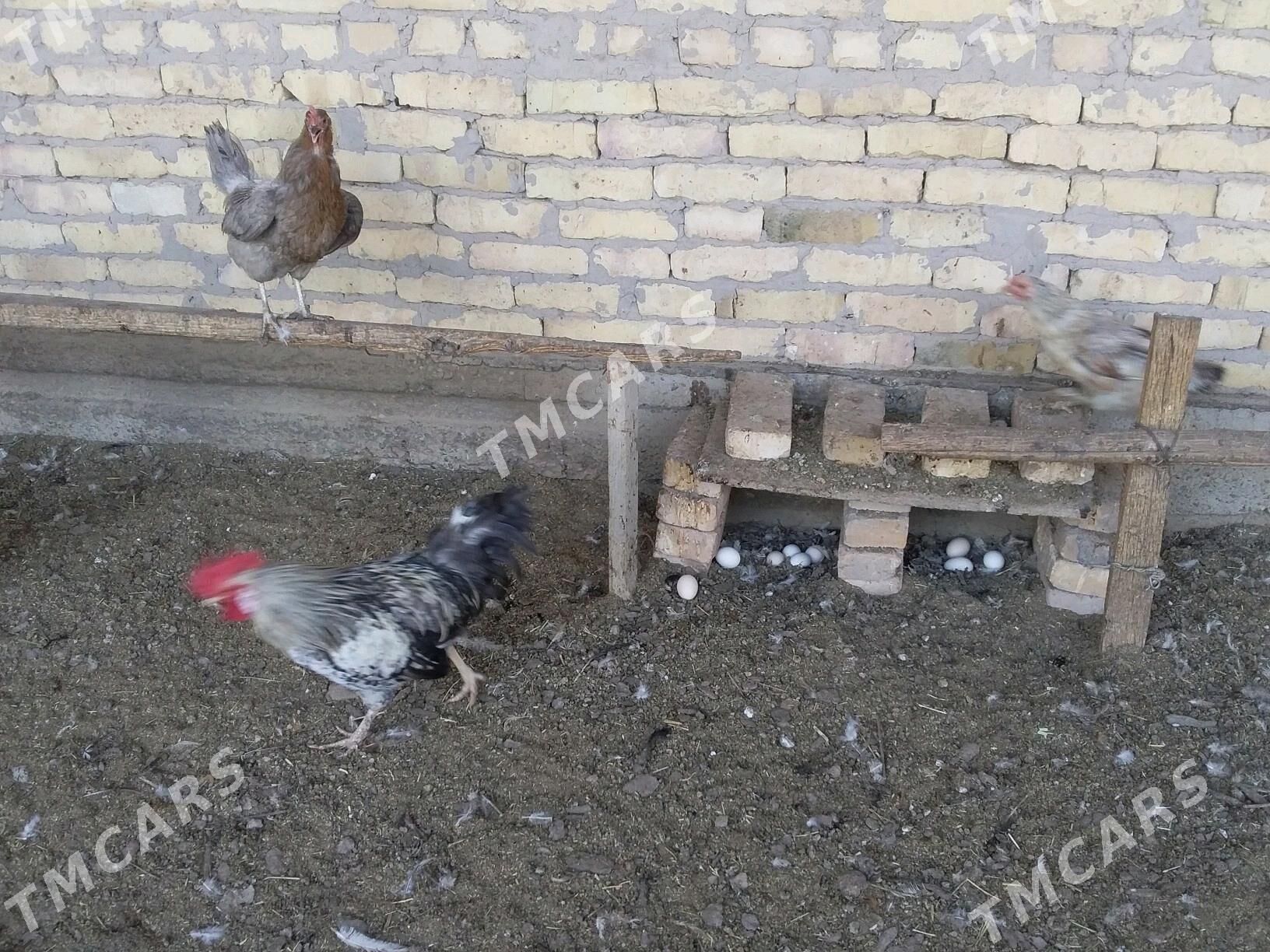 Towuklar - Çärjew - img 4