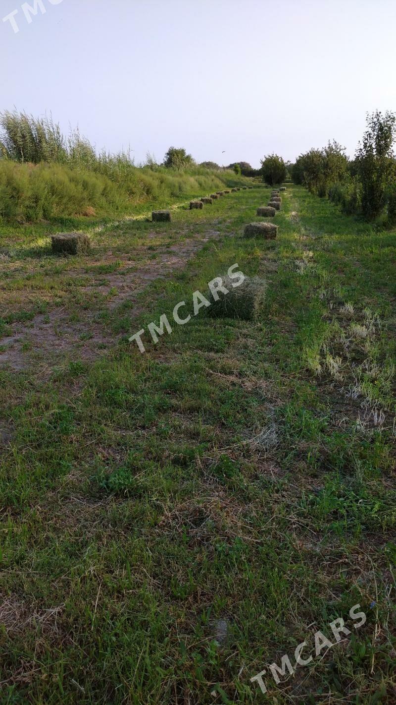 кип йорунжа - Farap - img 3