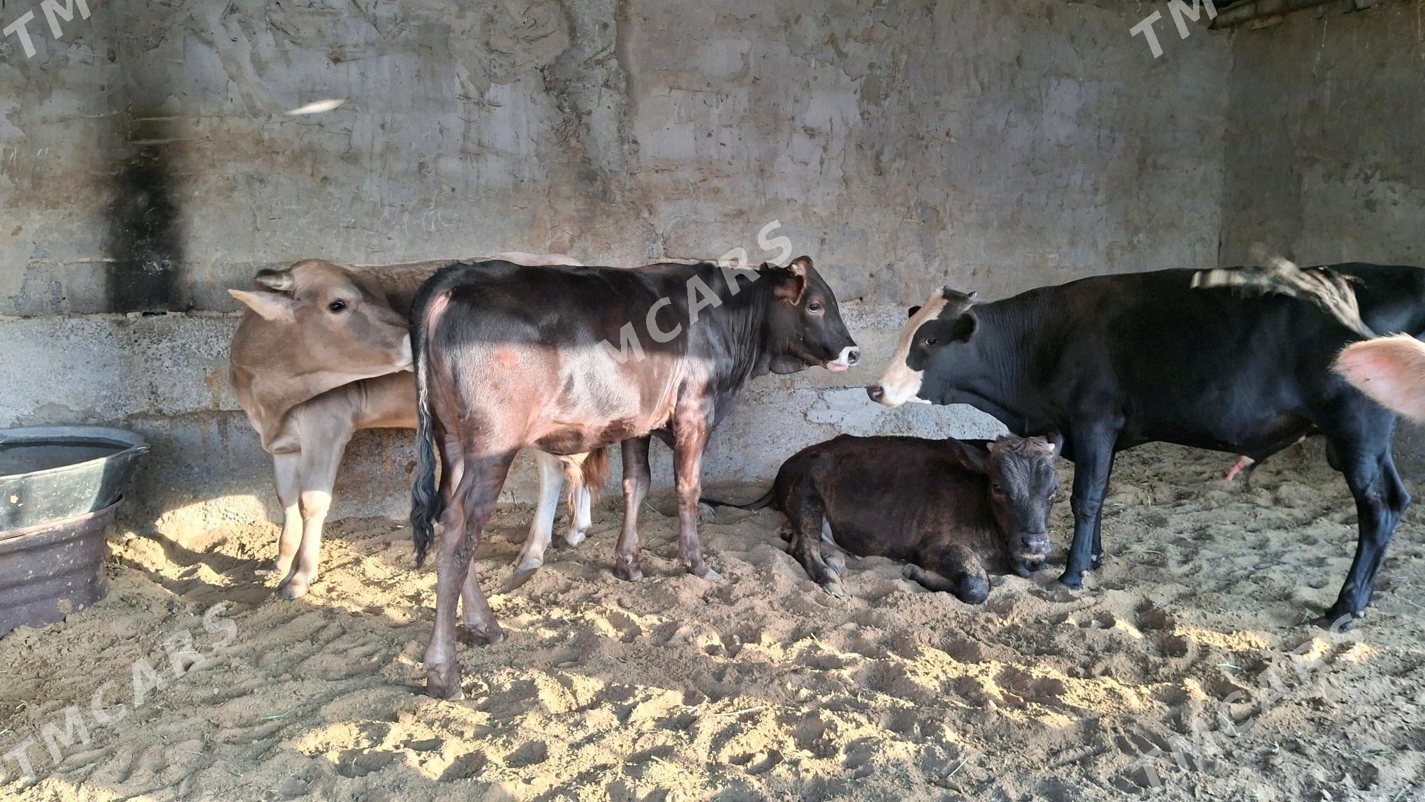ökùz - Çoganly - img 1
