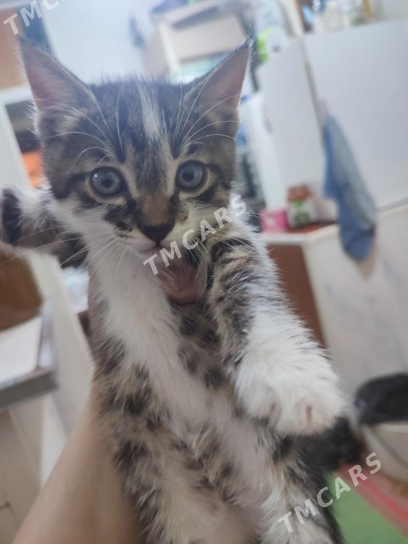 Котята домашние - Türkmenabat - img 2