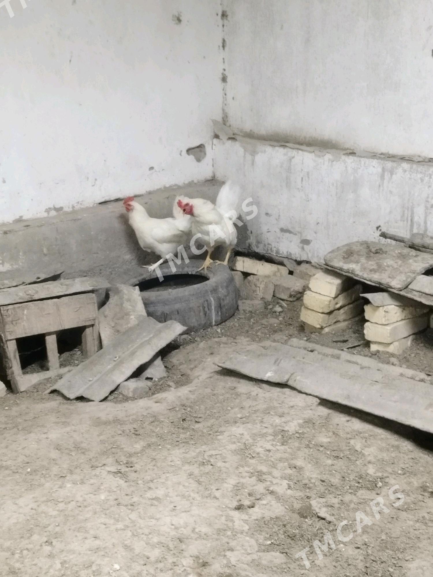 Ak Horaz bn towuk - Дашогуз - img 2