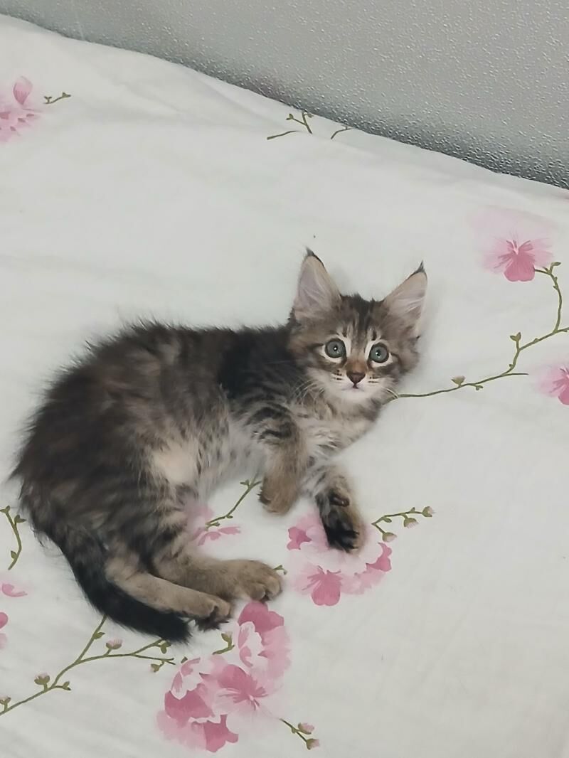 домашние котята 1,5 месяца - Ашхабад - img 9