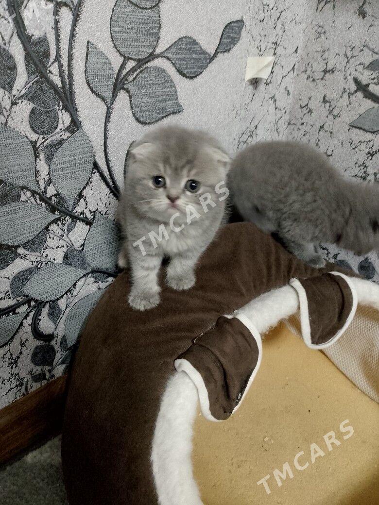 pişik - Türkmenabat - img 2