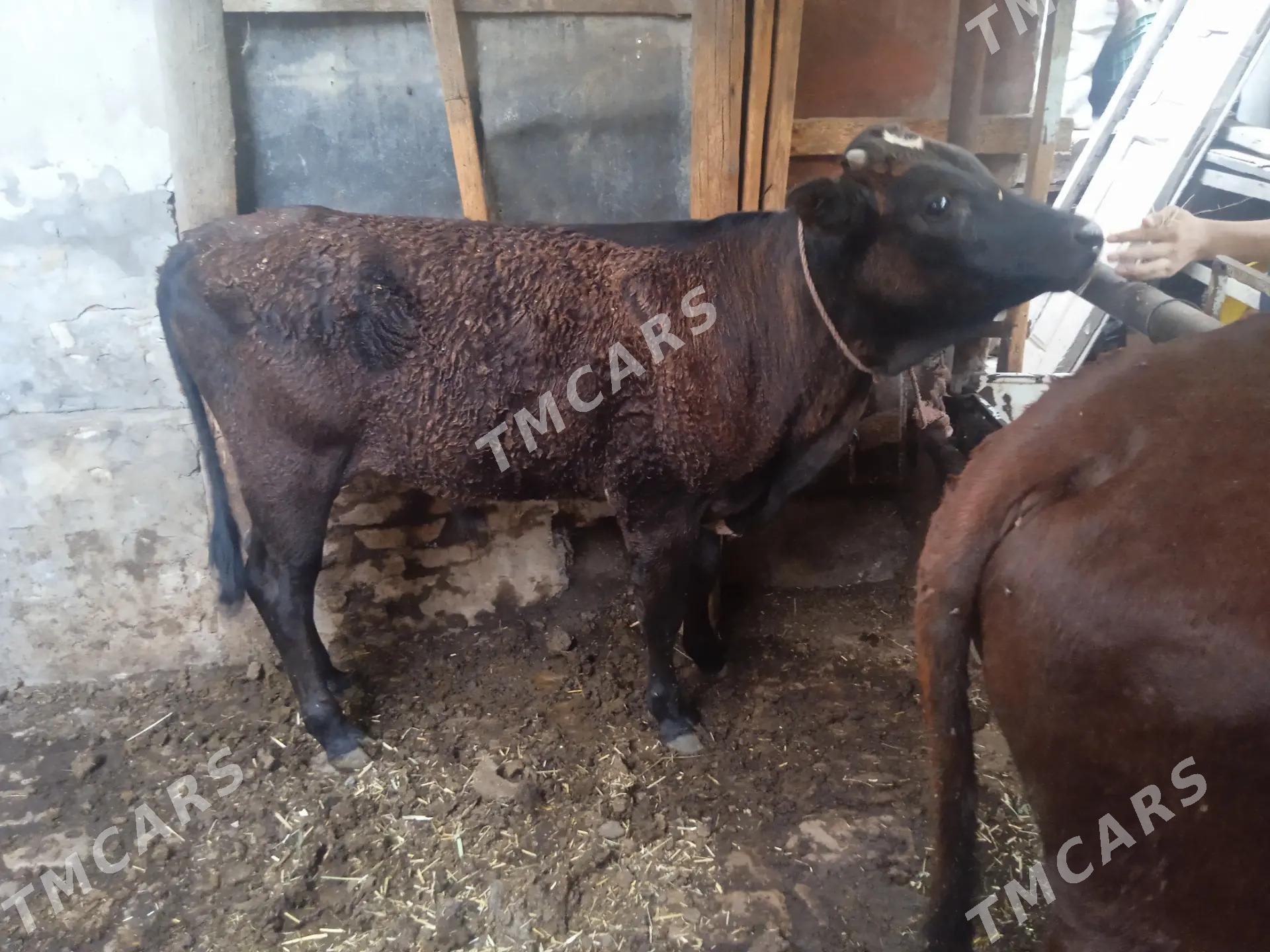 4 sany öküz - Türkmenabat - img 4