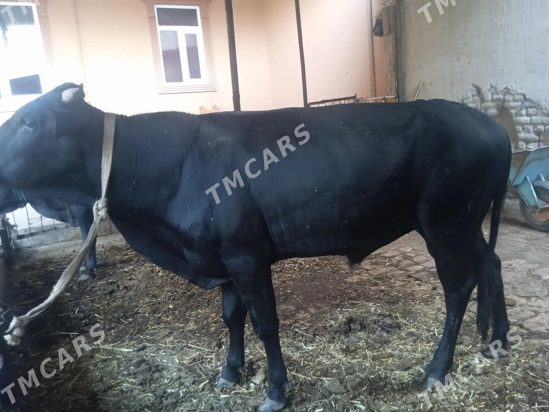 4 sany öküz - Türkmenabat - img 3