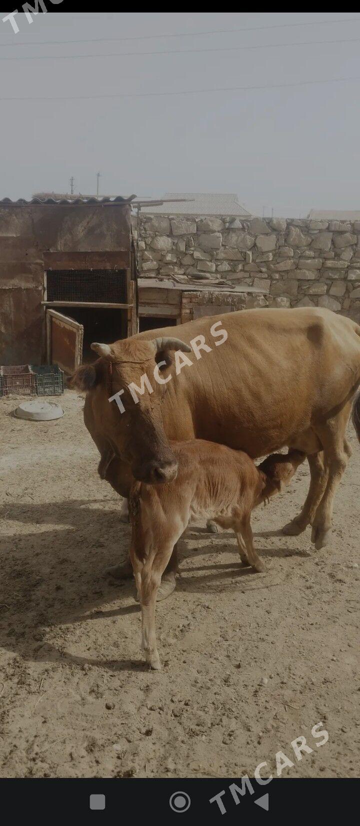 TANALY SYGYR - Esenguly - img 2